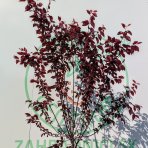 Slivka čerešňoplodá (Prunus cerasifera) ´PISSARDII NIGRA´ - výška 220-240 cm, obvod kmeňa 4/6 cm, kont. C25L/C30L - NA KMIENKU